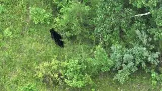 Bear Scratching Back - Eye in the Sky