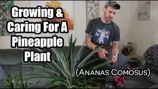 How to Grow and Care for The Pineapple Plant (Ananas comosus)