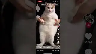 A fat cat dancing