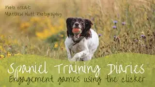 Dog Training - Engagement Games With The Clicker