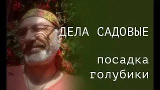 сажаем голубику