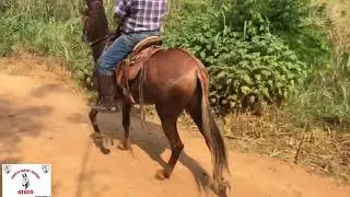 Burro avenda 🔥