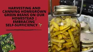 Harvesting and Canning Homegrown Green Beans on Our Homestead | Embracing Self-Sufficiency 🌱