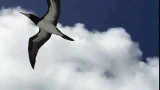 The Brown Booby In Flight