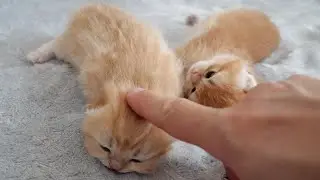 Charo's kittens are so cute, I can't resist petting them!