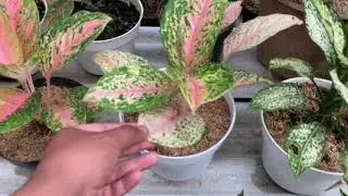 Jual aglonema murah (di bawah 100 ribu)