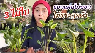 ต้นห่อเงินห่อทอง ต้นกอบเงินกอบทอง ต้นหอบทรัพย์ ไม้มงคลเรียกทรัพย์จาก3ตระกูลดัง ใบคล้ายกันจนแยกไม่ออก