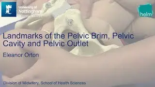 Landmarks of the Pelvic Brim, Pelvic Cavity and Pelvic Outlet