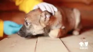 Малеча шукає дім