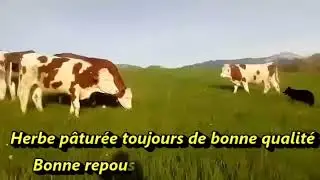 Le pâturage tournant dynamique (résumé)