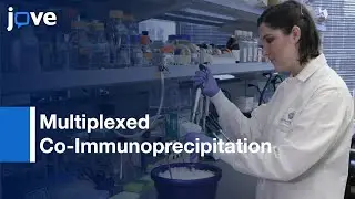 Protein Interaction Quantification by QMI | Protocol Preview