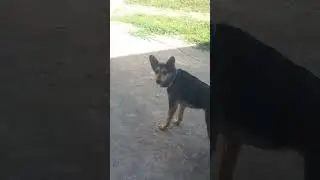 собака решила поспать
