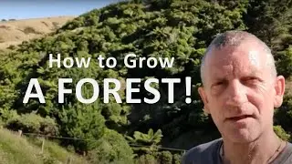 How to Grow a Forest