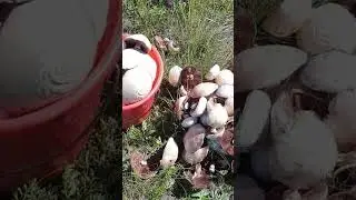 грибочки, шампики)