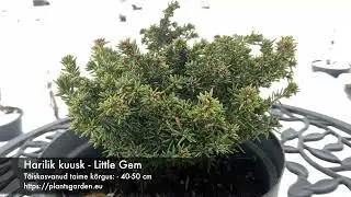 Harilik kuusk - Little Gem 4K