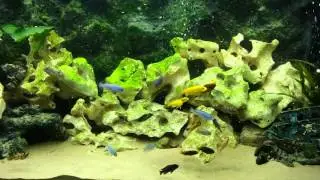 Malawi tank: day 3