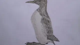 Guillemot drawing. Кайра рисунок