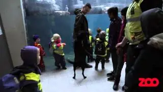 SKAT træner hunde i Zoo | Copenhagen Zoo