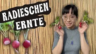 Radieschen indoor anbauen | vom Samen bis zur Ernte