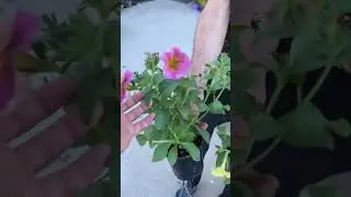 Обзор бэкярда Садового центра Агро-ОПТ Махачкала