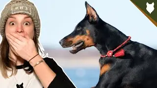 DO DOBERMAN LIKE SWIMMING?