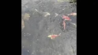 1:38 Koi Pond Relaxation