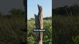 Невероятные стратегии выживания птицы Путо! 