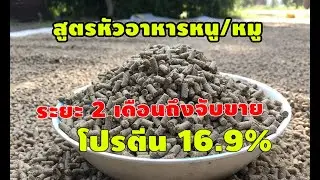 สูตรอาหารหนูนา หรือหมู ระยะ 2 เดือนภึงจับขายโปรตีน 16 9%