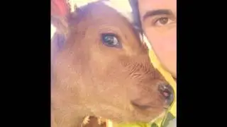Manhart - Butchercalf