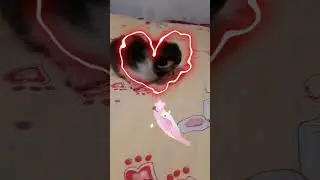 Отдали Мурку в хорошие руки.