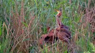 Purple Herons (Ardea purpurea) / Purpurreiher