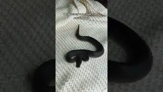 Угадай его цену! 