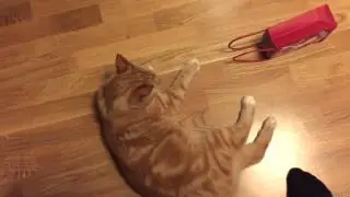 Azlan the kitten - Know your size