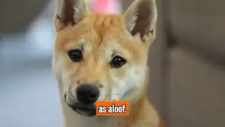 The Shiba Inu - Top Personality Traits, Characteristics, and Facts