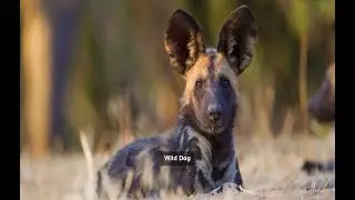 Wild Dog