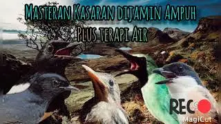 Masteran Kasaran Cucak ijo Murai batu Cendet dan burung lain