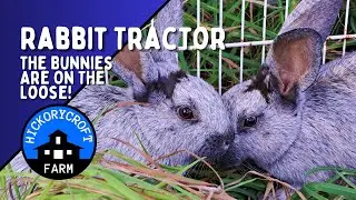 Rabbit Tractor (The Bunnies Are On The Loose!) | Update On Pastured Rabbits