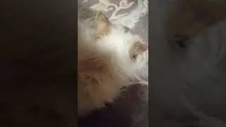 мурчание