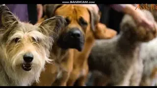 Смотреть всем!Грустные видео о животных