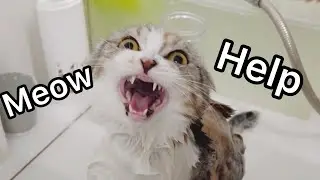 Cat Grooming at Wewe Grooming