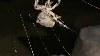 Orb weaver spider spinning her web￼