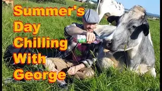 Cow Cuddling: Chilling with big puppy George