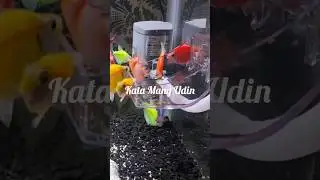 Mau sukses? baca nih kata Mang Udin #sukses #carasukses