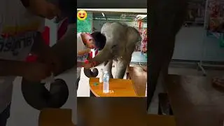 ONLY FACT || I think this elephant baby is hungry 😍 🐘