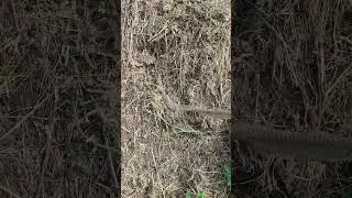 смена шкурки