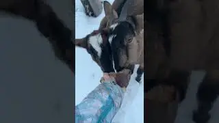 Хоздвор