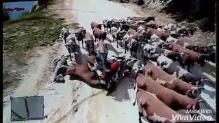 Gta V EPIC COW 🐮🐮🐮