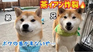 この後兄柴犬茶イアンに全部取られてしまい弟柴犬はやる気が失せてしまいました...