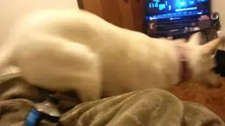 Farting shepherd