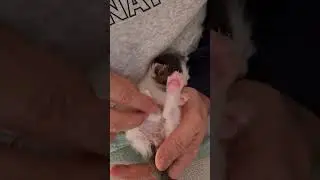 How to stimulate a kitten to poop!
